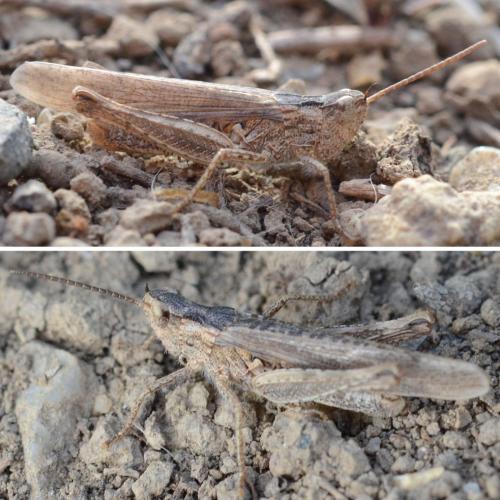 Réf. 322 371 : Chorthippus brunneus brunneus